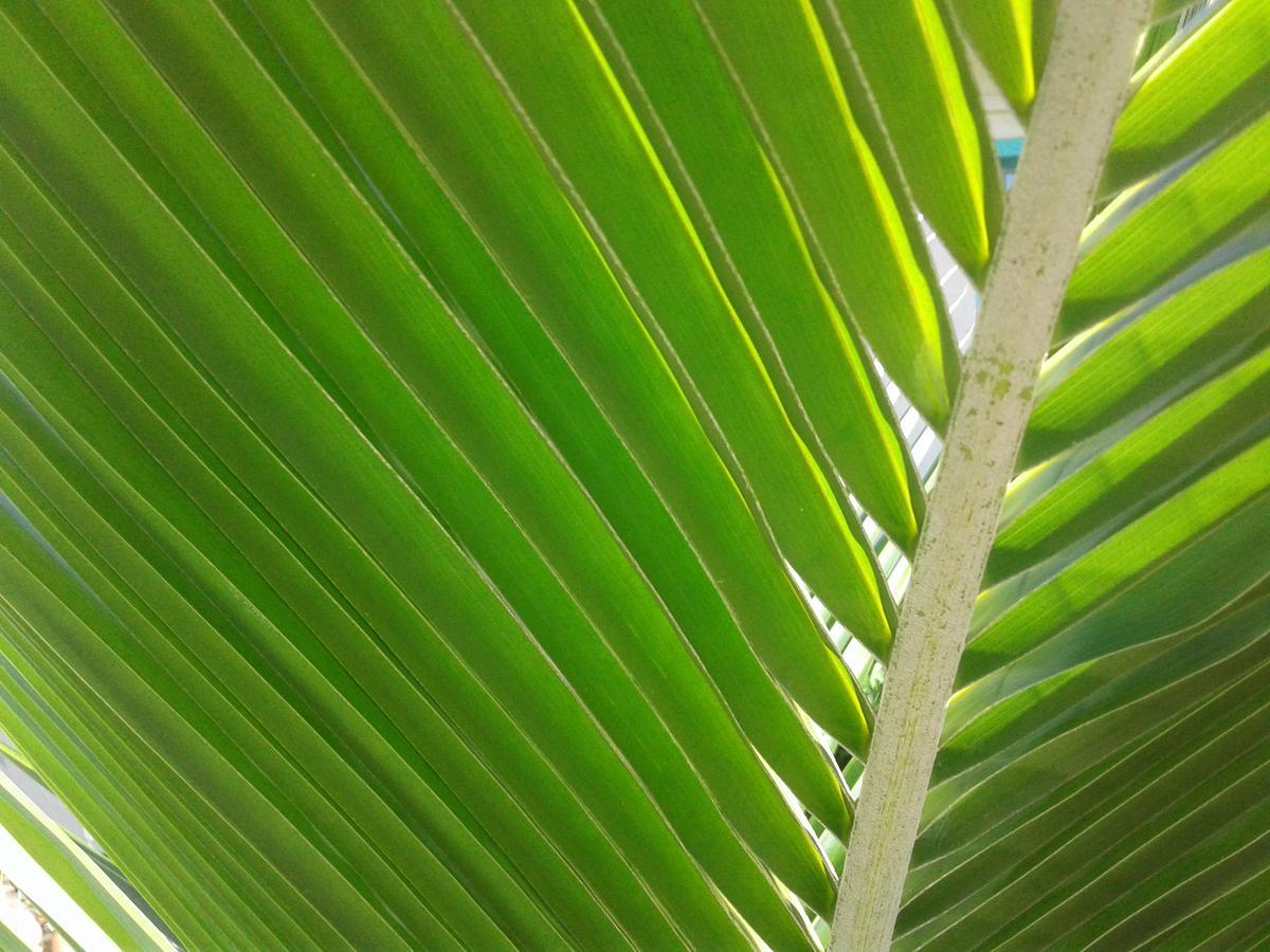 Beach Island Resort Cocoa Beach Buitenkant foto